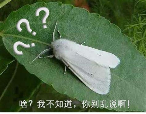 飛蛾撲火原因|為什麼飛蛾要撲火？ 看完又漲知識了！